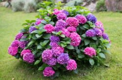 Hortensia