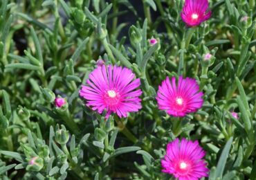 Delosperma