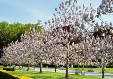 Usine de paulownia