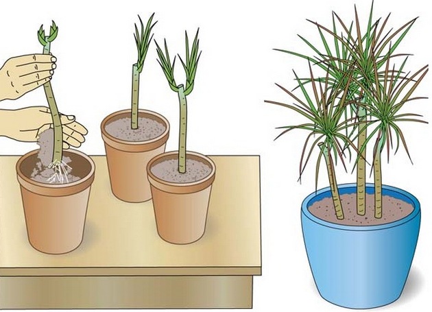 Tout d'abord, il faut s'assurer que la longueur de la bouture est d'au moins 5 cm, sinon la plante ne sera pas acceptée dans le sol.