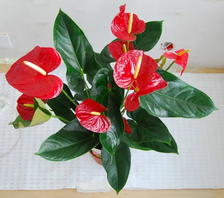 Mode d'arrosage Anthurium