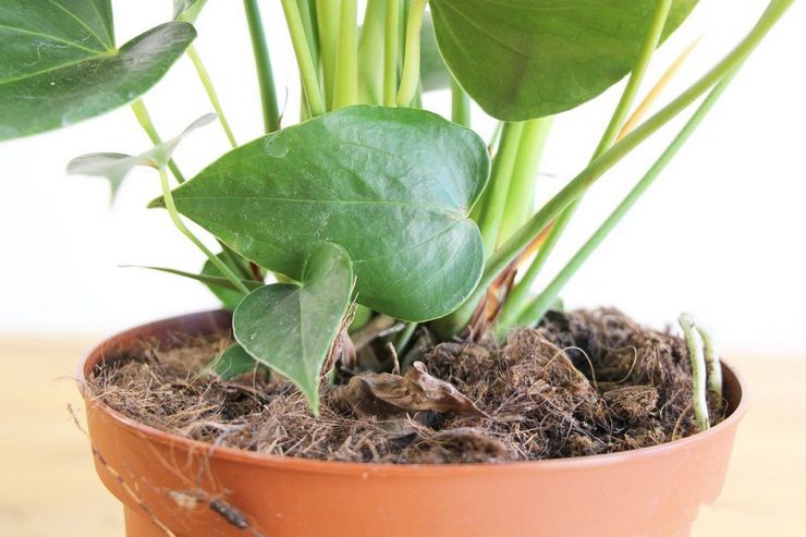 Reproduction d'anthurium