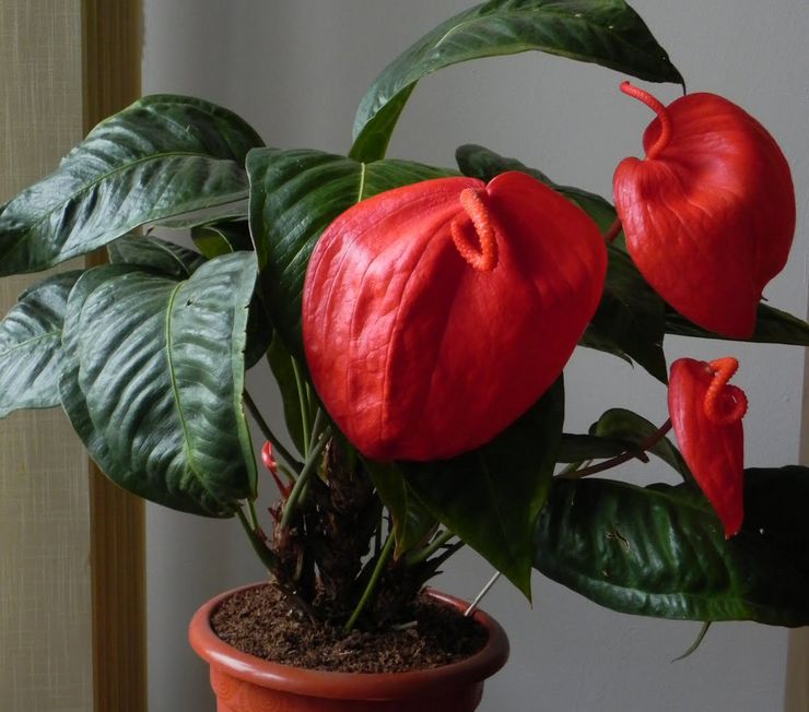 Anthurium de Scherzer