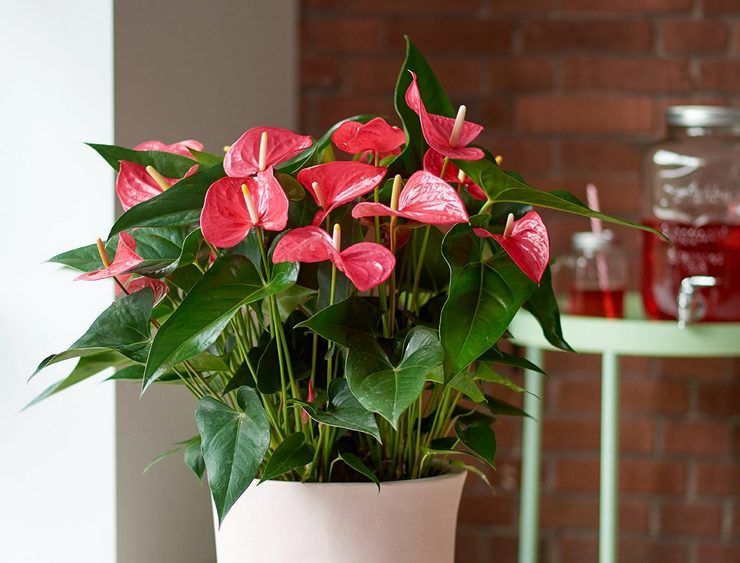 Soins de l'anthurium à domicile