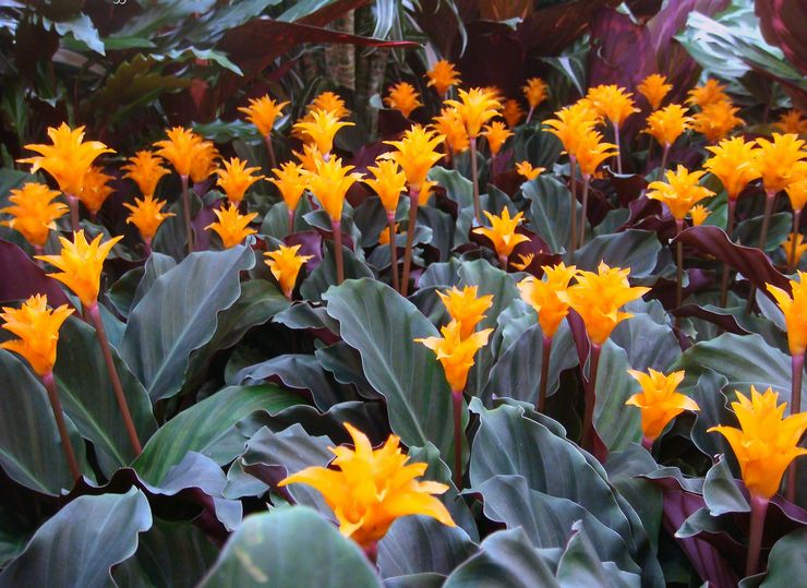 Safran Calathea