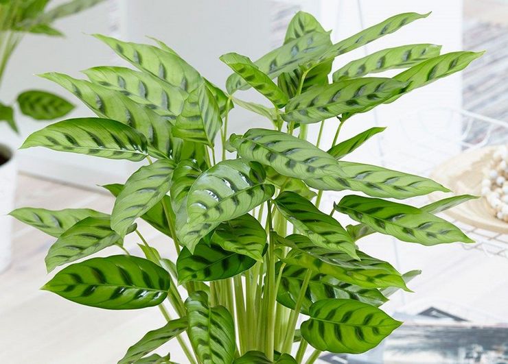 Léopard de Calathea