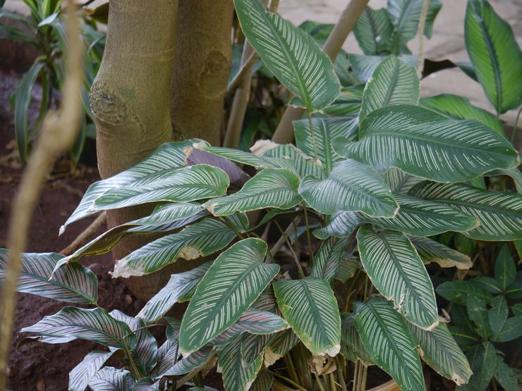 Calathea décoré