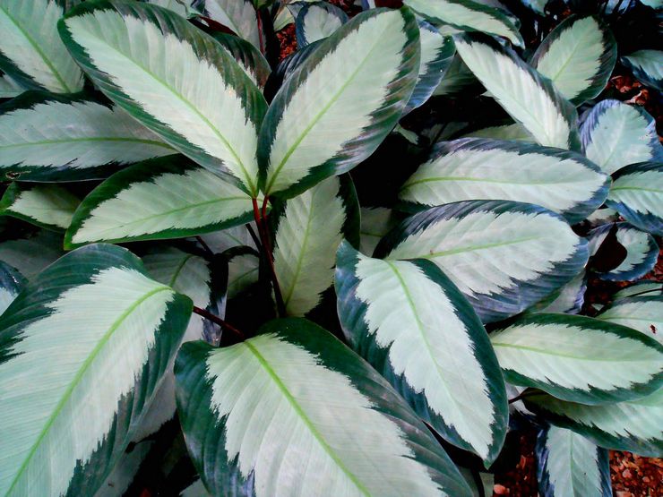 Calathea peint