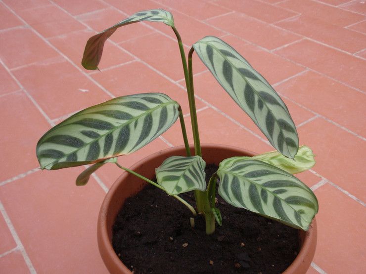 Sol pour calathea