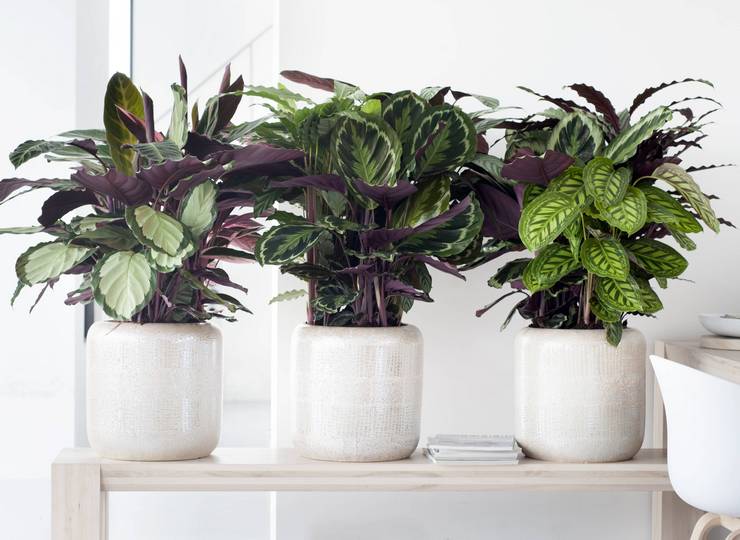 Signes associés à calathea