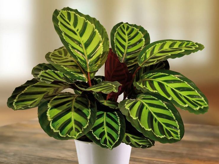 Usine de Calathea