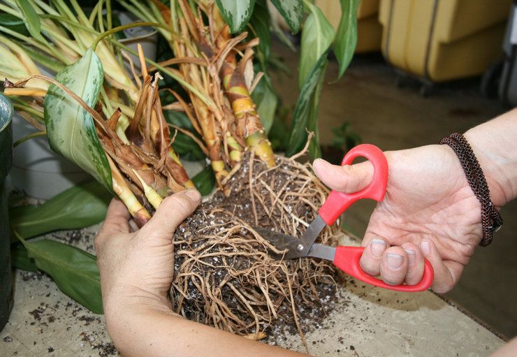 Méthodes d'élevage pour calathea