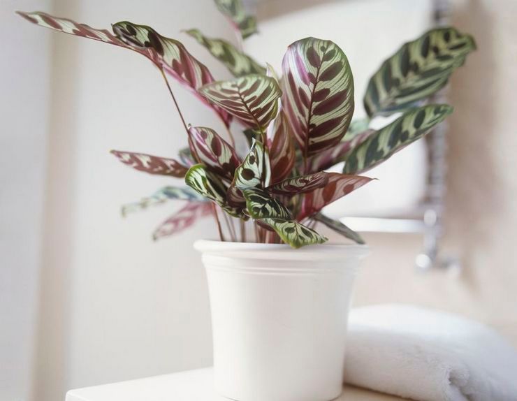 Mode d'arrosage calathea