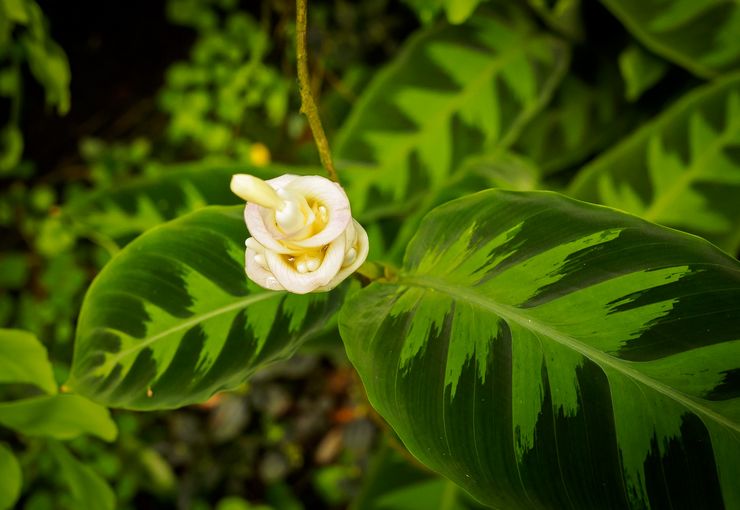 Calathea Varshevich