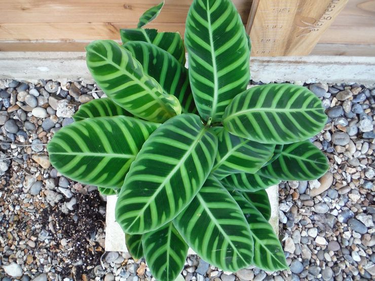 Calathea rayé ou zèbre