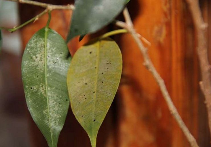 Maladies et ravageurs du ficus Benjamin