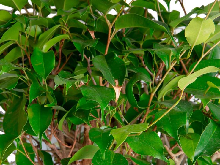 Ficus Benjamin Exotique