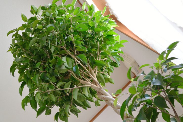 Taille Ficus Benjamin