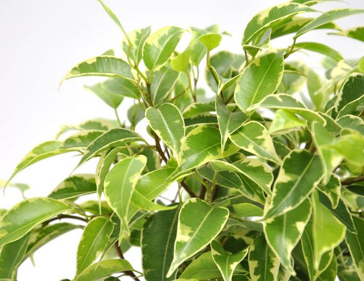 Description de Ficus Benjamin