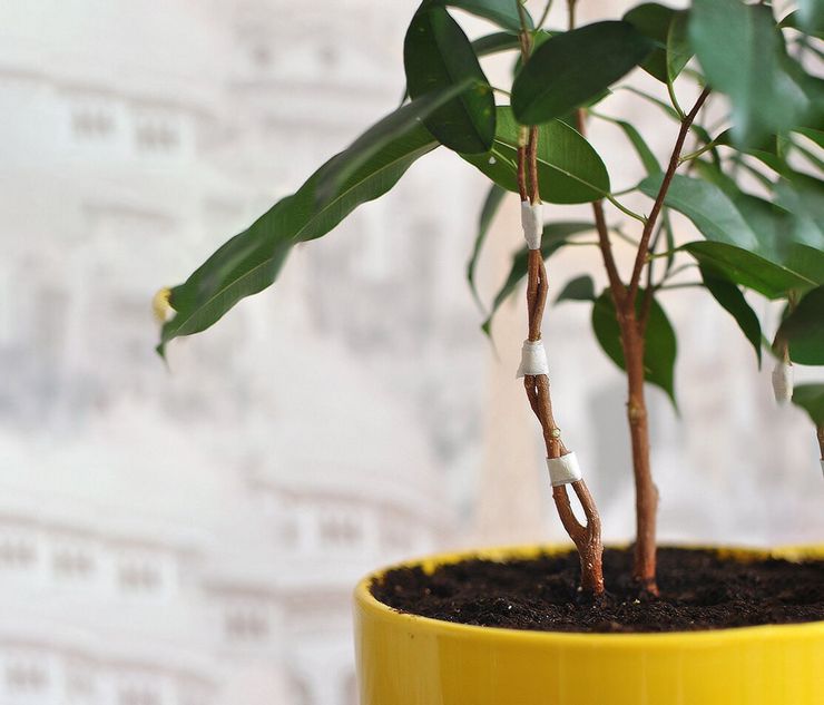 Ficus Benjamin a besoin d'un sol nutritif