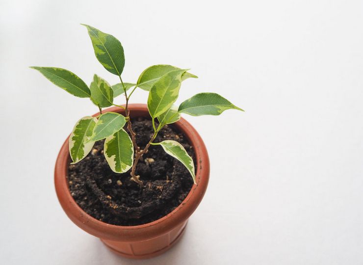 Méthodes de reproduction du ficus Benjamin