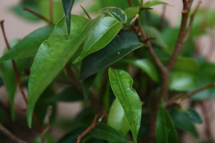 Usine de Ficus Benjamin