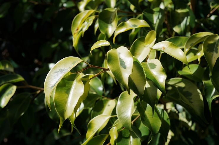 Ficus Benjamina Reginald