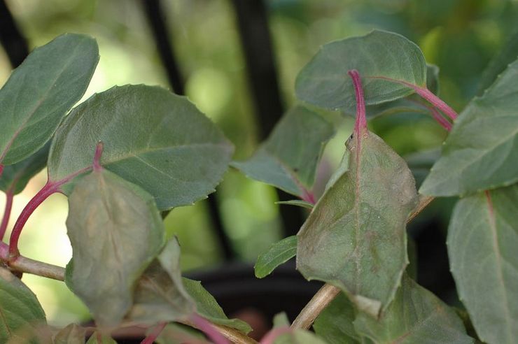 Les feuilles fuchsia tombent