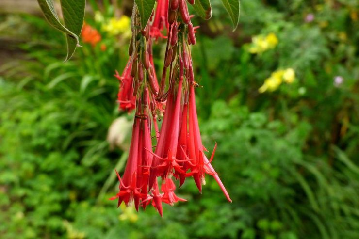 Fuchsia bolivien