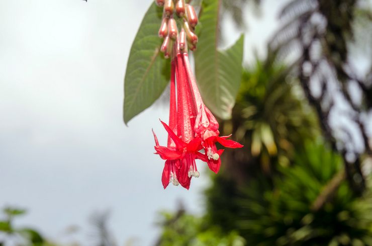 Corymbose fuchsia