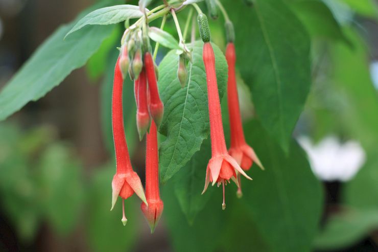 Fuchsia brillant