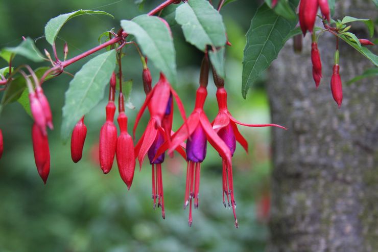 Magellan fuchsia