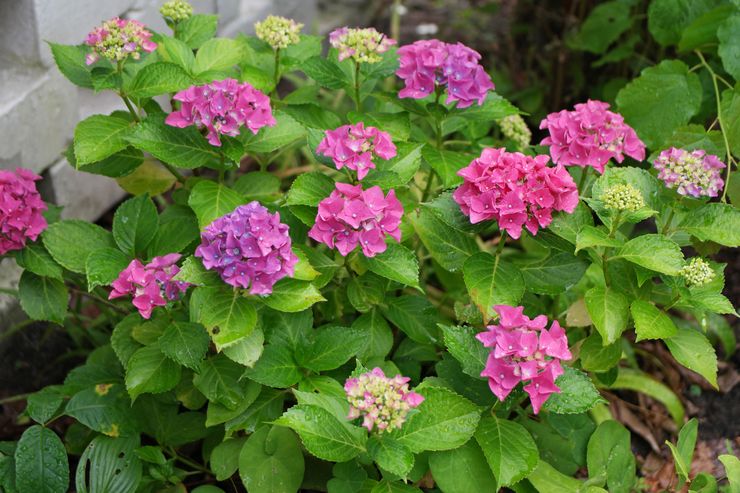 Hydrangea Europe