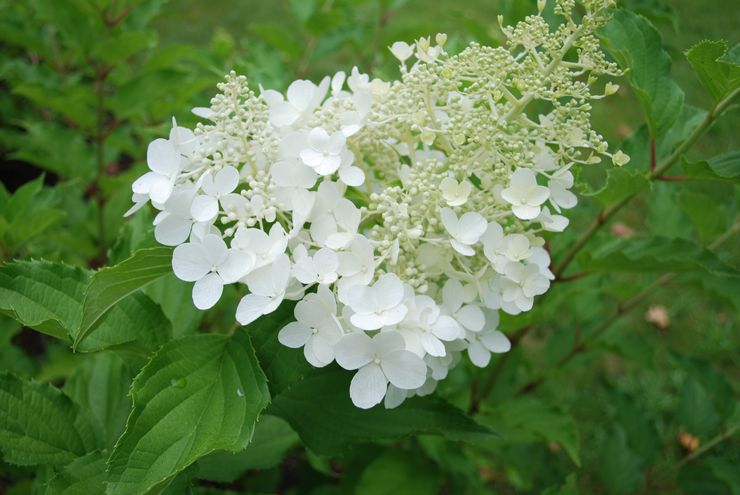 Hydrangea Goliath