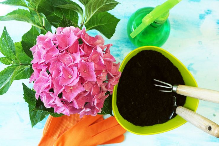 Transplanter un hortensia de chambre