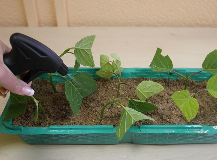 Méthodes d'élevage pour l'hortensia d'intérieur