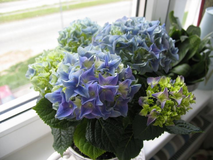 Hortensia d'intérieur