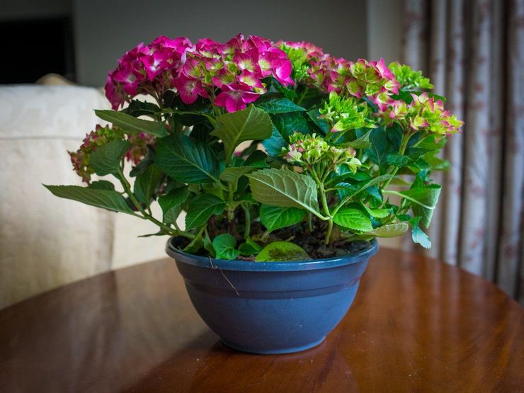 Soins à domicile pour l'hortensia d'intérieur