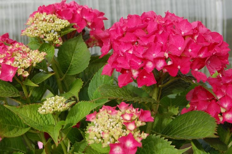 Sensation rouge hortensia