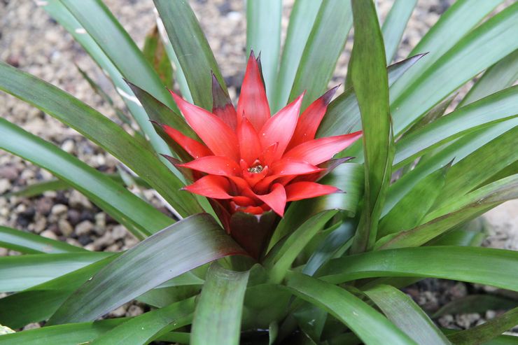 Anche Guzmania