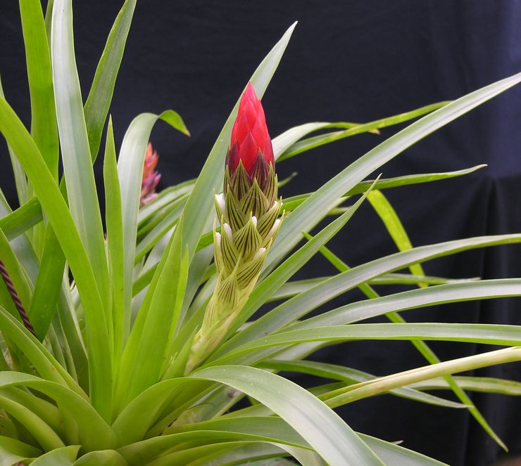 Guzmania à une tête