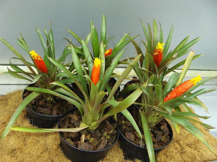 Guzmania Nicaraguayen