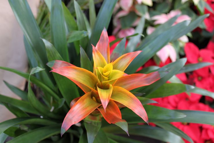 Description de guzmania