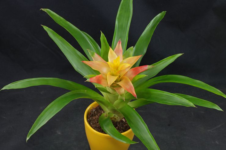 Sol pour Guzmania