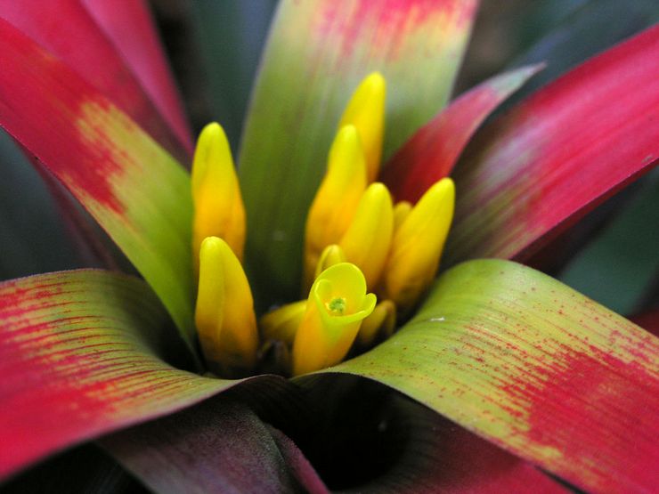 Guzmania rouge sang