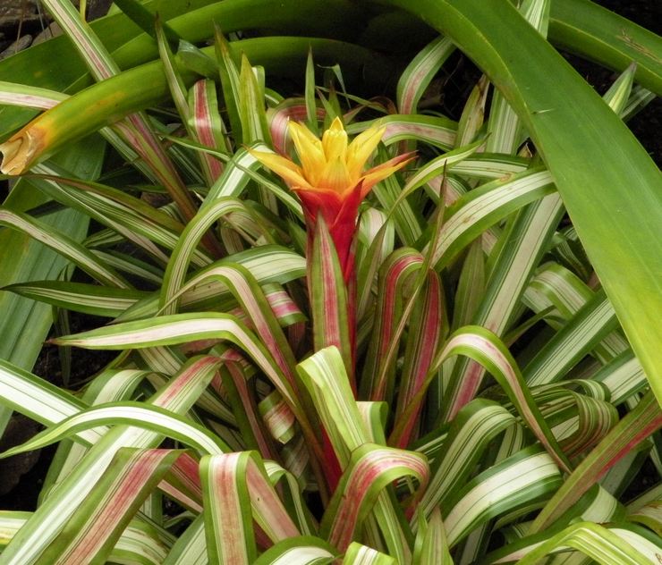 Guzmania Tsana