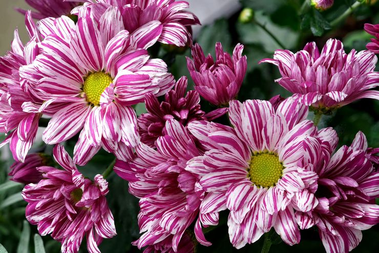 Pourquoi le chrysanthème ne fleurit pas