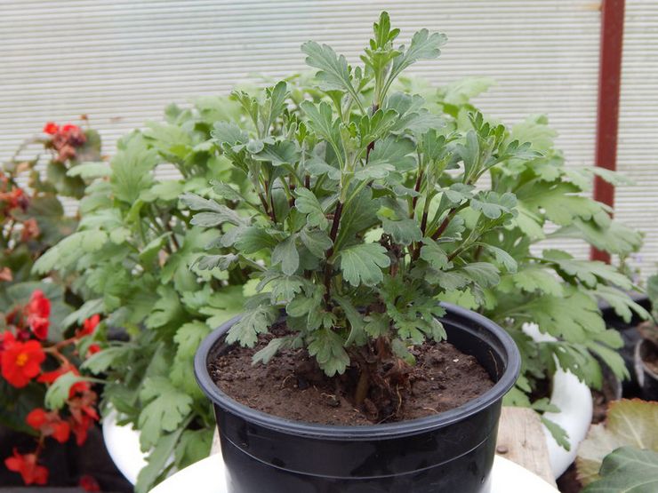 Accueil chrysanthème après la floraison