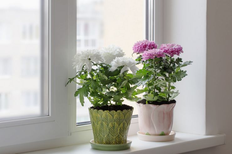 Éclairage pour chrysanthème domestique