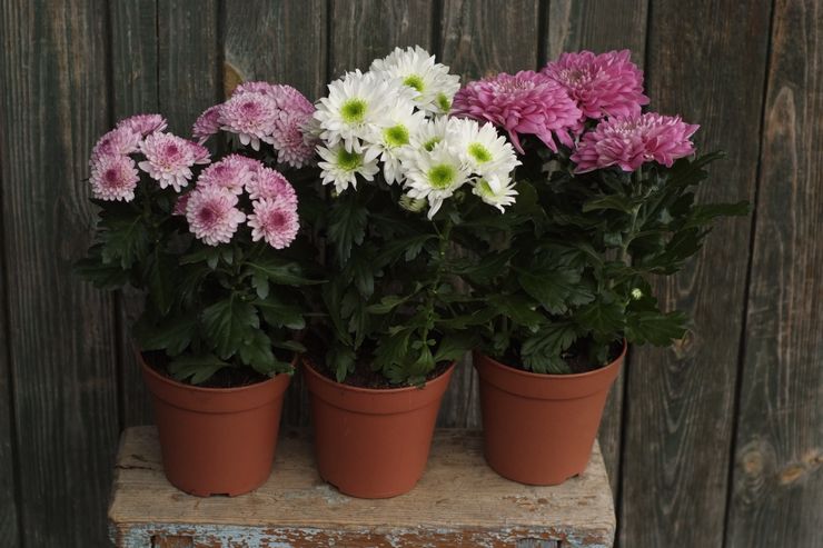 Greffe de chrysanthème en pot